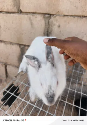 ارنب 4قطع 2بيضه و2كحله ربي يا برك