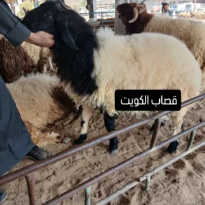 قصاب تحت الطلب الكويت
