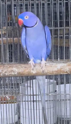 اقره الوصف مهم جدا