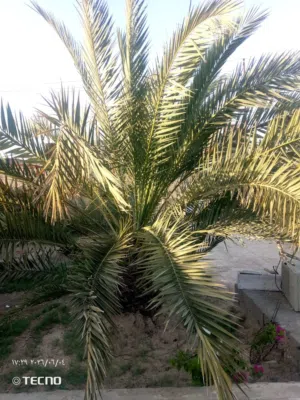 نخل لبيع كبار وصغار برحي وحلاوي