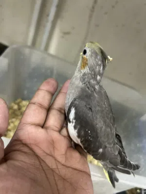 Cocktile baby bird for sale 20 bd
