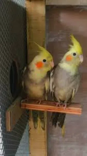 cocktail Pair for sale79.80.call.8961