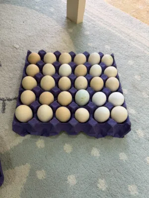 بيض بلدي دجاج وسمان
