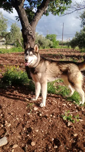 كلب هاسكي سبيري للبيع