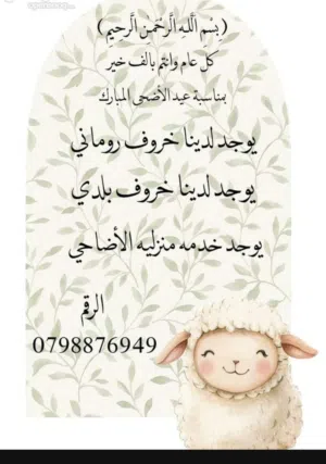 خروف روماني و بلدي 250
