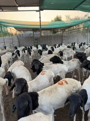 Eid sheepاضاحي للبيع