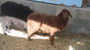 للبيع حملات عمانيات مال جبل للتربيه