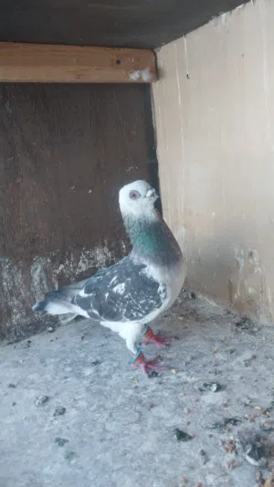 متاح  فراخ للبيع