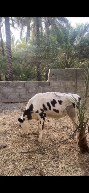 للبيع عجله هولنديه تبارك الله عليه إلى يريد يربي رقم واحد حال تربيه ماتتفوت شووف الوصفففف