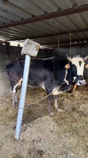 ثور محلي للبيع