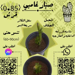 عروض وهدايا الربيع من أَلْوَى للنباتات المنزلية