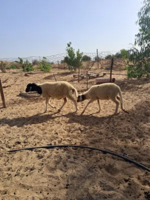 اتنين خرفان للبيع