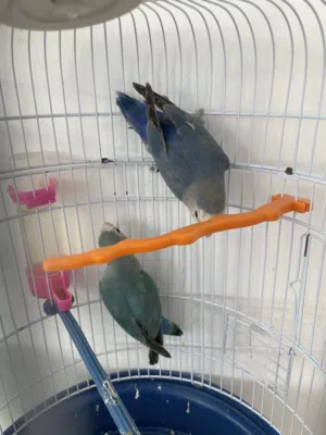 جوز طائر زوز  ابلاين