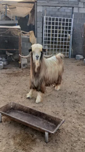 ما شاء الله مجموعه غنم للبيع  تيس  عمر اربع سنوات  شاه عاقر  جاعدتين بكر تحتها حمله