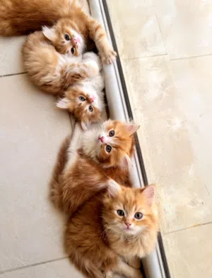 fluffy kittens
