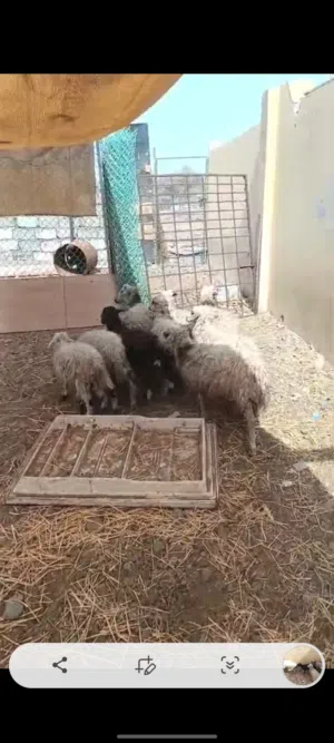 للبيع كباشه