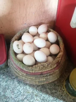 بيض كويتي دندراوي وكحلي