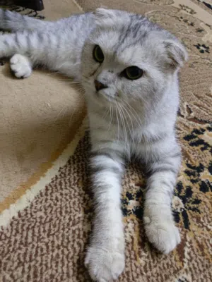 قط ذكر البيع اربد الطيبه