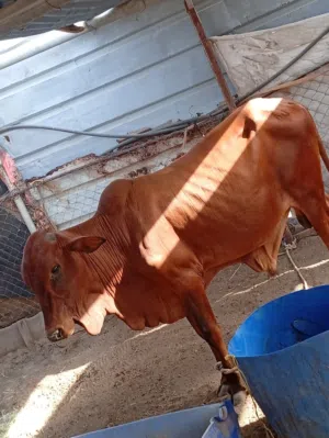 لي بيع الابقار الصومليه