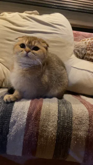 قطه أنثى ون ناين 11