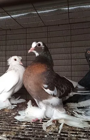 انتاية هزاز كيف مصفية ربى يبارك تبى ذكر واتى