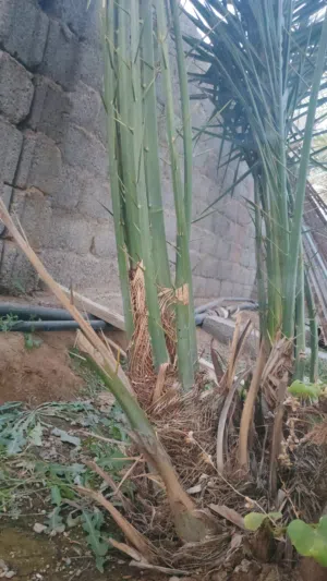نخيل مدلوكي وشي خنيزي وشي خلاص  السعر 6ريال لنخله الواحده