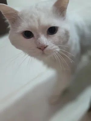 قطين للتبني