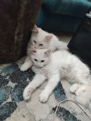 قطط مكس تركي للتبني