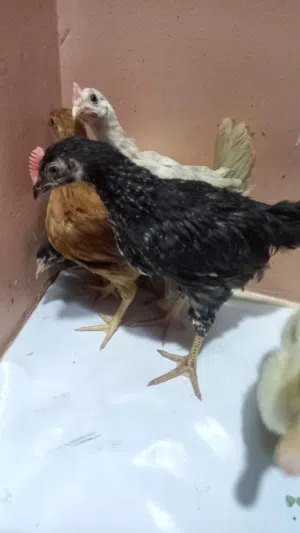 Chicken For Sale