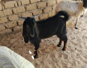 بسم الله توكلنا على الله جدي للبيع عمره حوالي سبعة شهور هجين عالقبرصي ميزان مشاء الله