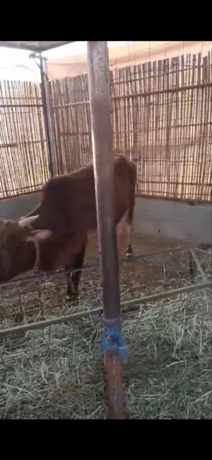 بقره عمانيه عمرها سبع سنوات عشار في الشهر السابع تواصل واتساب فقط