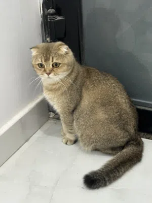 اناث منتجات للبيع لأصحاب انتاج