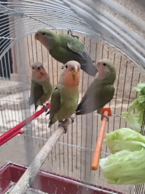 انتاج 4 عصافير روز عمر 3 اشهر