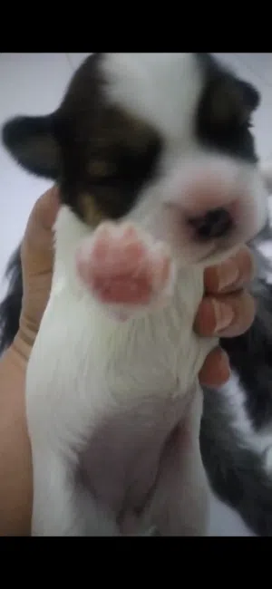 Mom with 2 puppies Pure breed Shihtzu