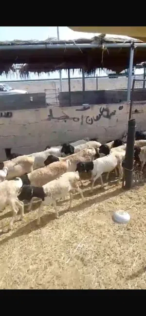 وصول دفعه جديده من الحلال المطعوم لدى مزرعه الجبيبيه