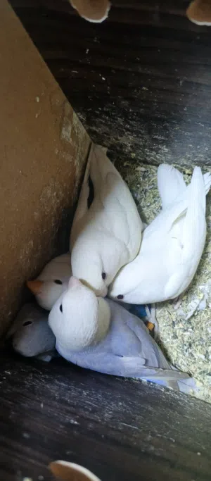 جوزين روز تحتهم فراخ