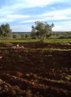 ارض مميزه وذات اطلاله رائعه على الأراضي السوريه  وشجر زيتون مثمر وتصلح للزراعه والاستثمار