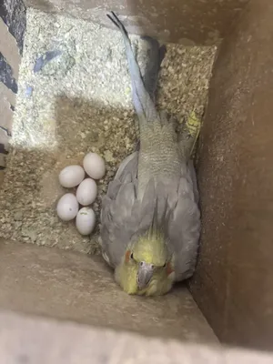 ‏ببغاء‏0