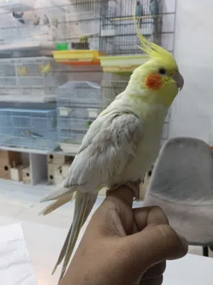Cocktail Latino MASHAALLAH Very Beautiful No Bitting Very healthy Beautiful Singing