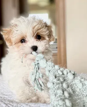 toy maltipoo