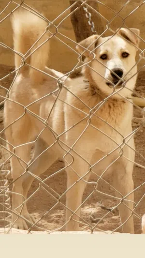 كلب حراسه مدرب للبيع بسعر مغري