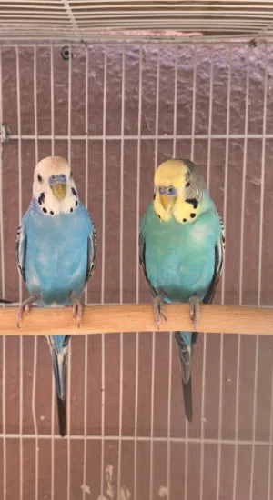 locally budgies for breeding