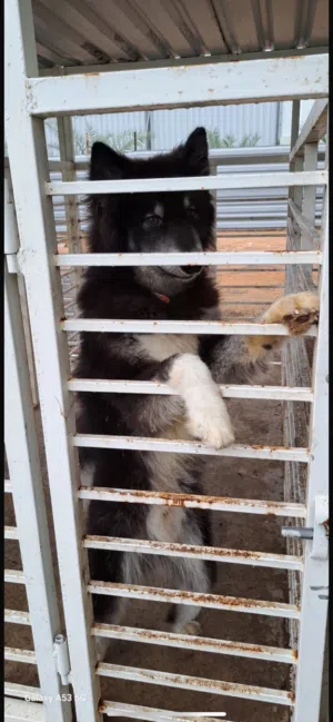 كلب   dog for sale husky هاسكي