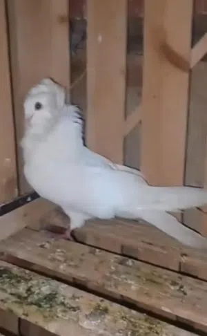 جميع انواع الحمام العراقي البولندي الرقاص العربي