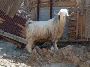 تيس رقش بهص