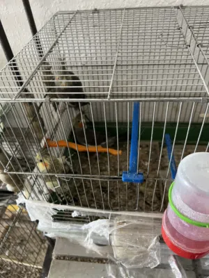 جوز كوكتيل شغلات بالصلاة على النبي للبيع بسعر حرق مع القفص