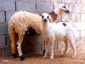 على بركه الله  نعجه هجين صوف تحتها حوليا تبارك الرحمن