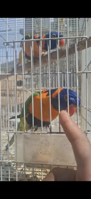 زوج لوري ريمبو أليف منتج متكلم
