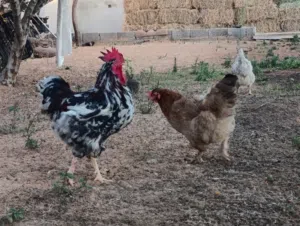 طبق بيض دجاج غليظ