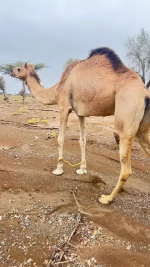 للبيع ناجه عشراء